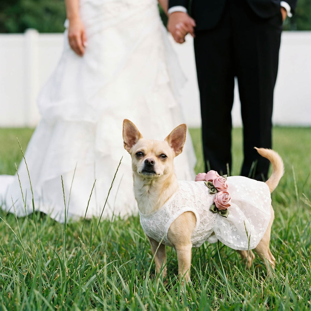 Elegant Dog Wedding Dress | White Lace, Pink Roses X-small Elegant Dog Wedding Dress | White Lace, Pink Roses X-small