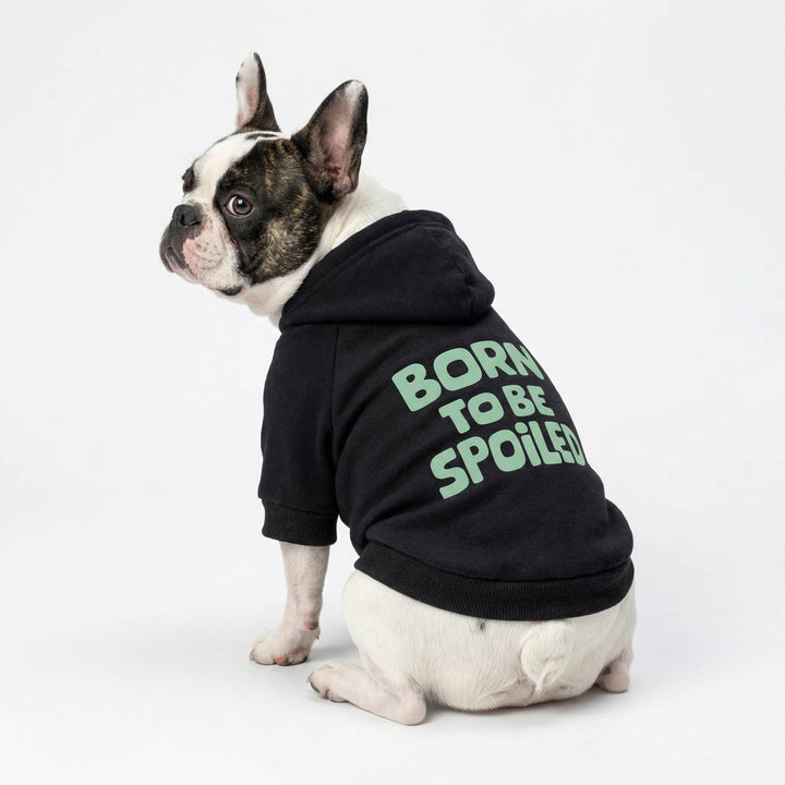 French Bulldog sitting with a classic hoodie for dogs