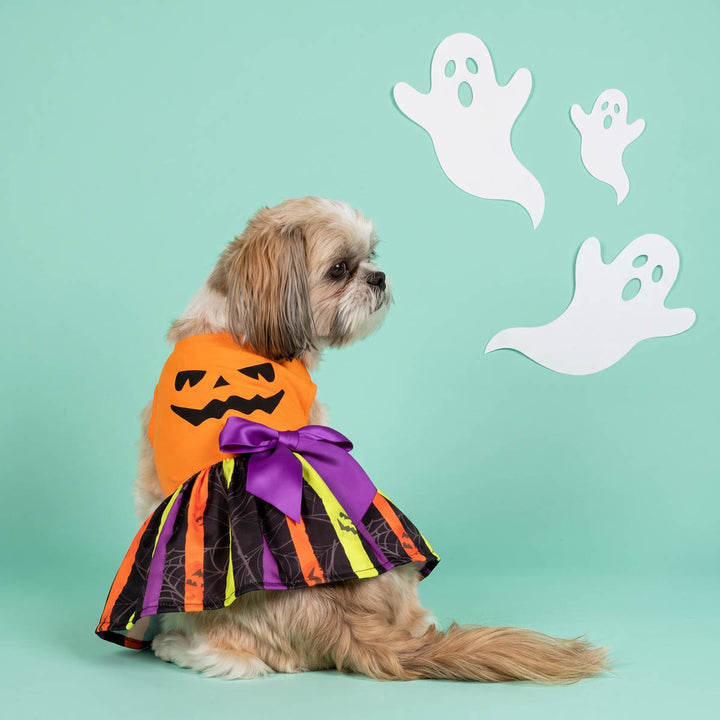 Small Shih Tzu dog wearing a dog Halloween dress  sits on a mint green studio background