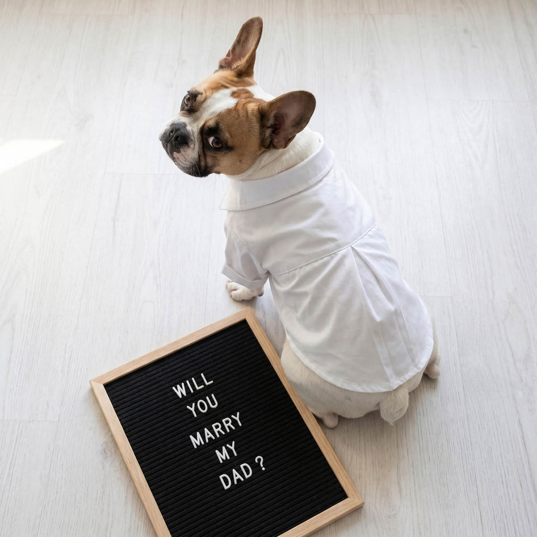 Dog wearing a white dog tshirt sitting next to a 'Will you marry my dad?' sign on a light wooden floor