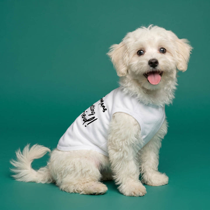 Small dog sitting in a green background in a white shirt for dogs