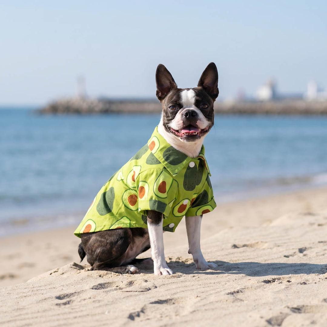 Boston Terrie sitting on the beach with a avocado prints shirt for dogs