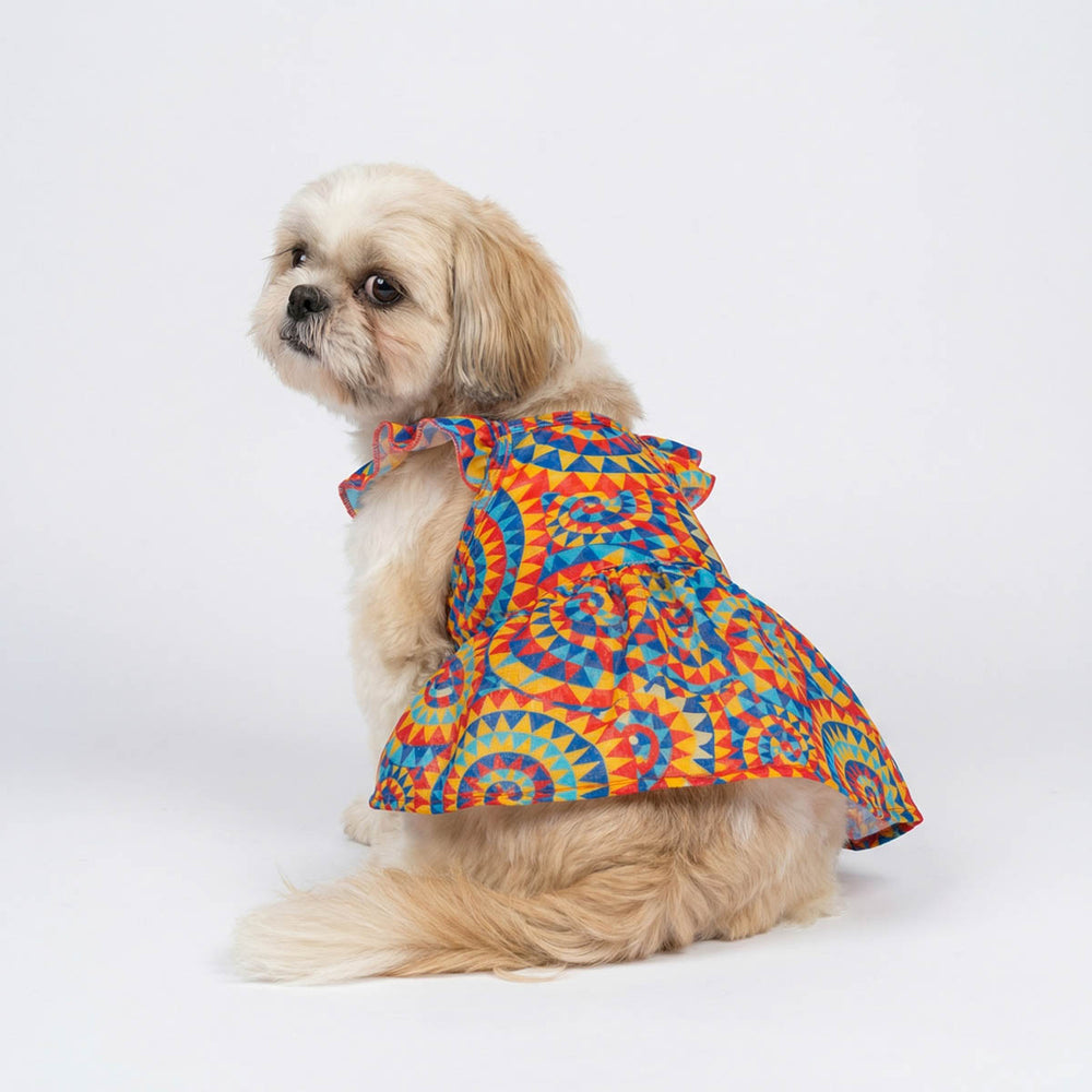 Small dog in colorful kaleidoscope dog dress on a white background