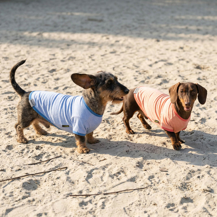Two Dachshunds in cotton-spandex dog shirts: solid blue and peach with trim.