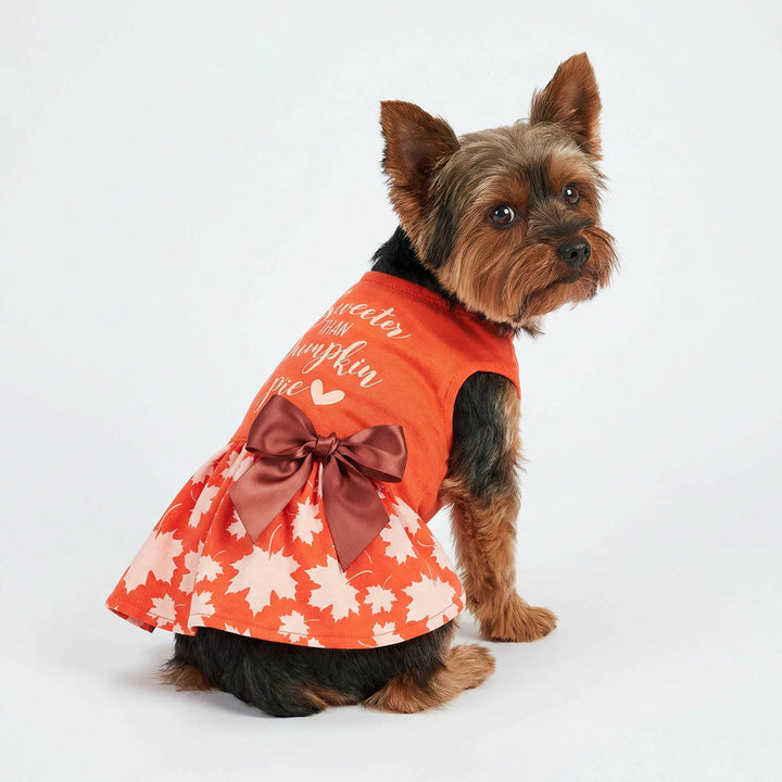 Yorkie wearing an orange dog Thanksgiving dress with 'Sweeter than pumpkin pie' lettering and bowknot