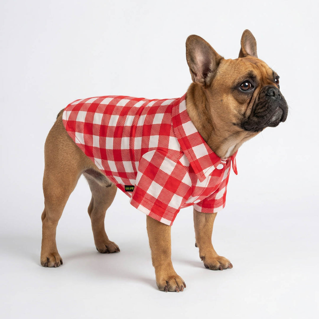 French Bulldog wear a red and white checker plaid shirt for dogs with button design