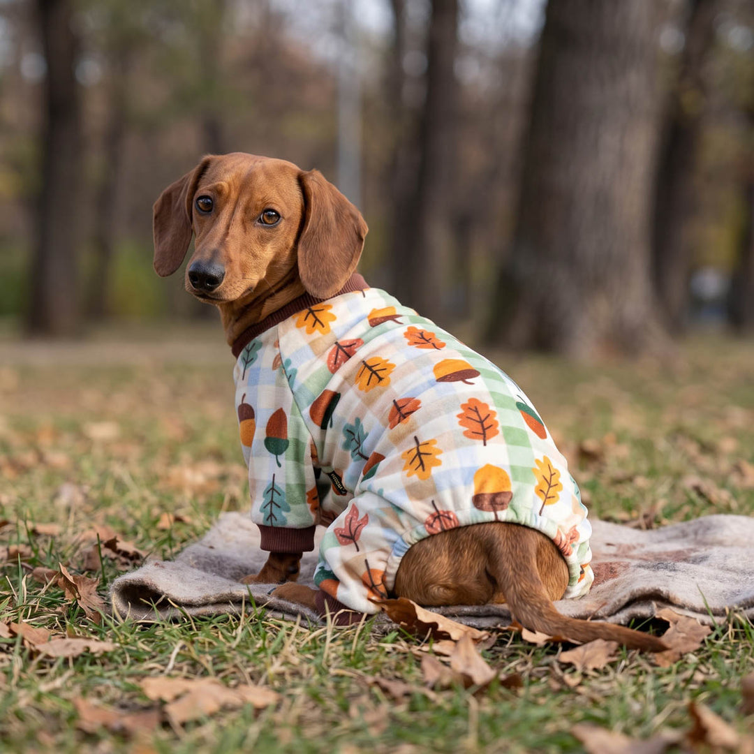 Dachshund sitting on a blanket in a grassy park wearing a long-sleeve pajama for dogs with an autumn leaf and acorn pattern