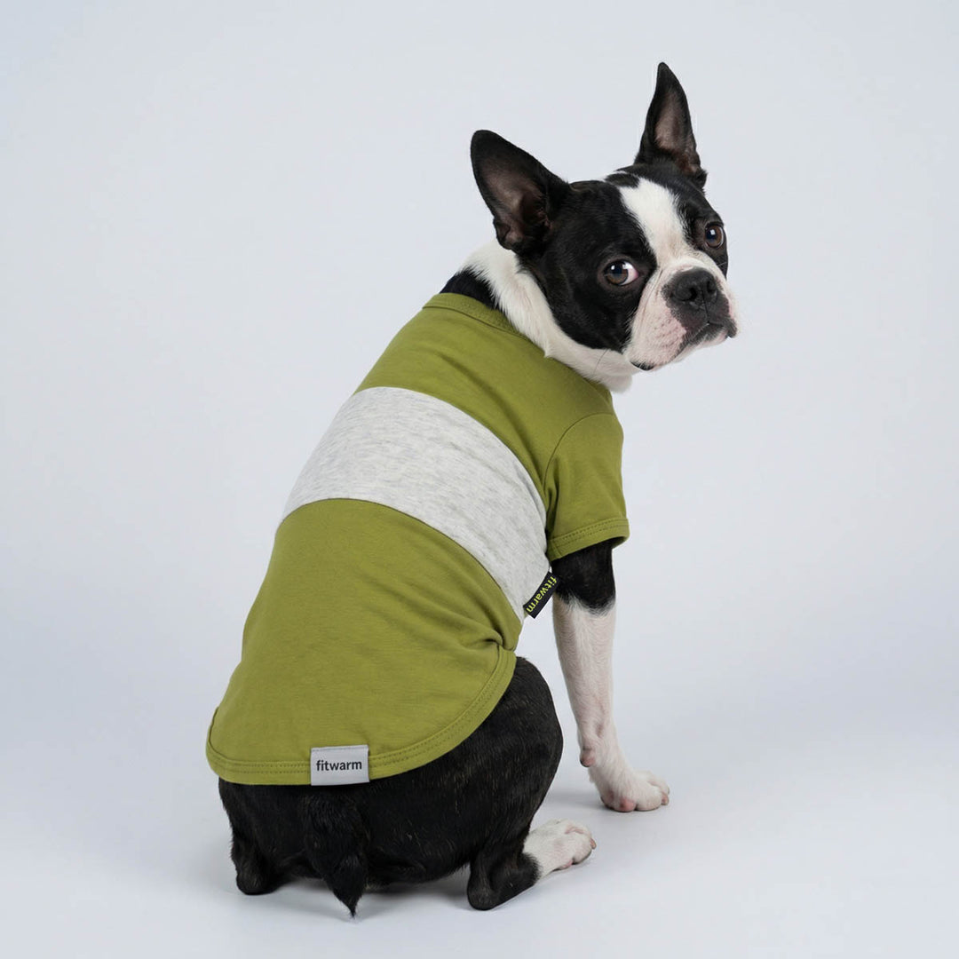 Boston Terrier in a green color block summer dog tshirt
