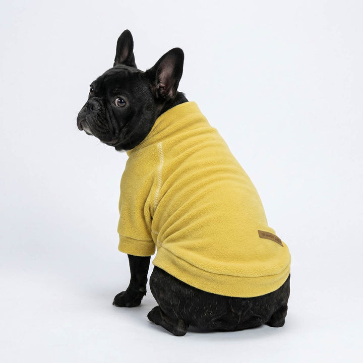 Back view of a yellow dog sweater on a black French Bulldog