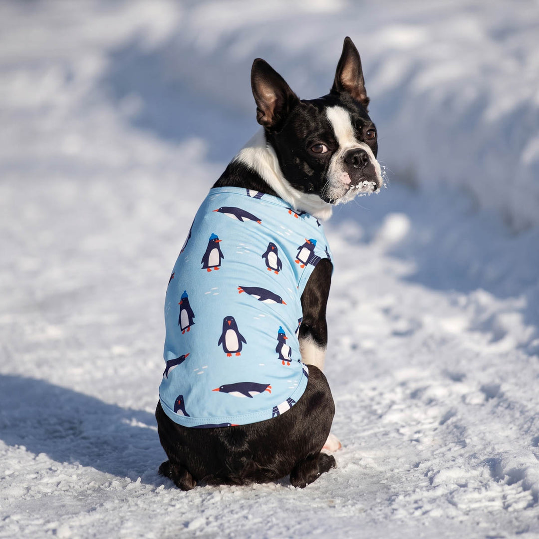 Boston Terrier sitting on the snow and looking back in a playful penguin dog t-shirt