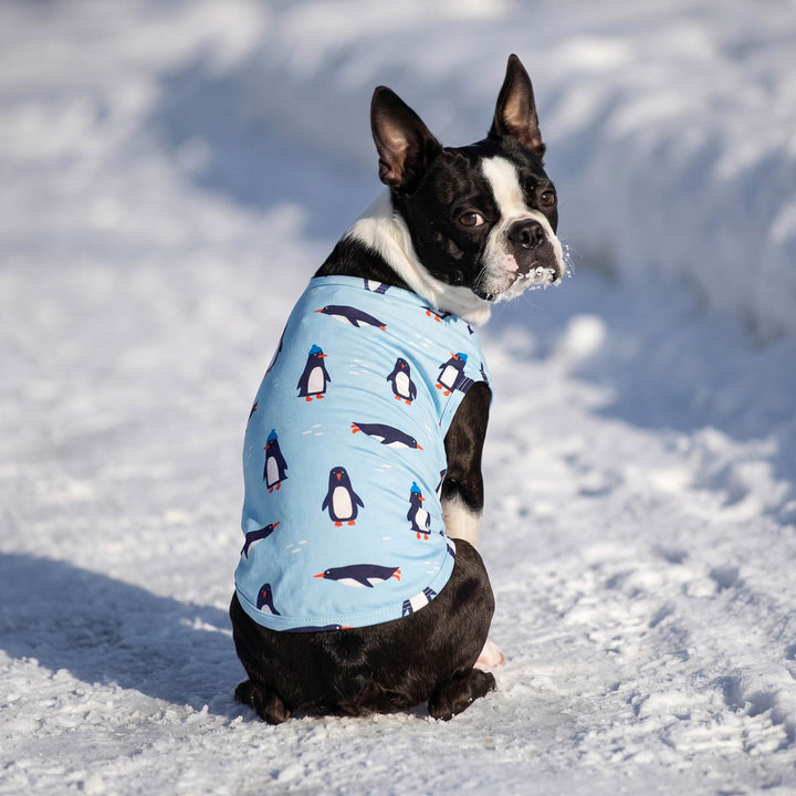 Boston Terrier sitting on the snow and looking back in a playful penguin dog t-shirt