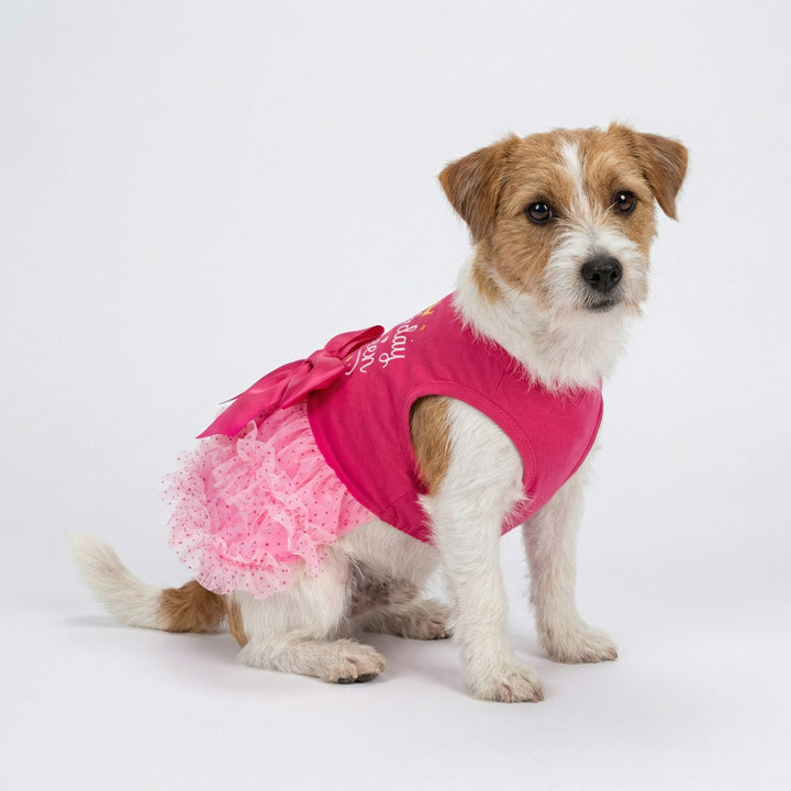 Small dog wearing a pink dog dress  with tiered ruffles on a white background