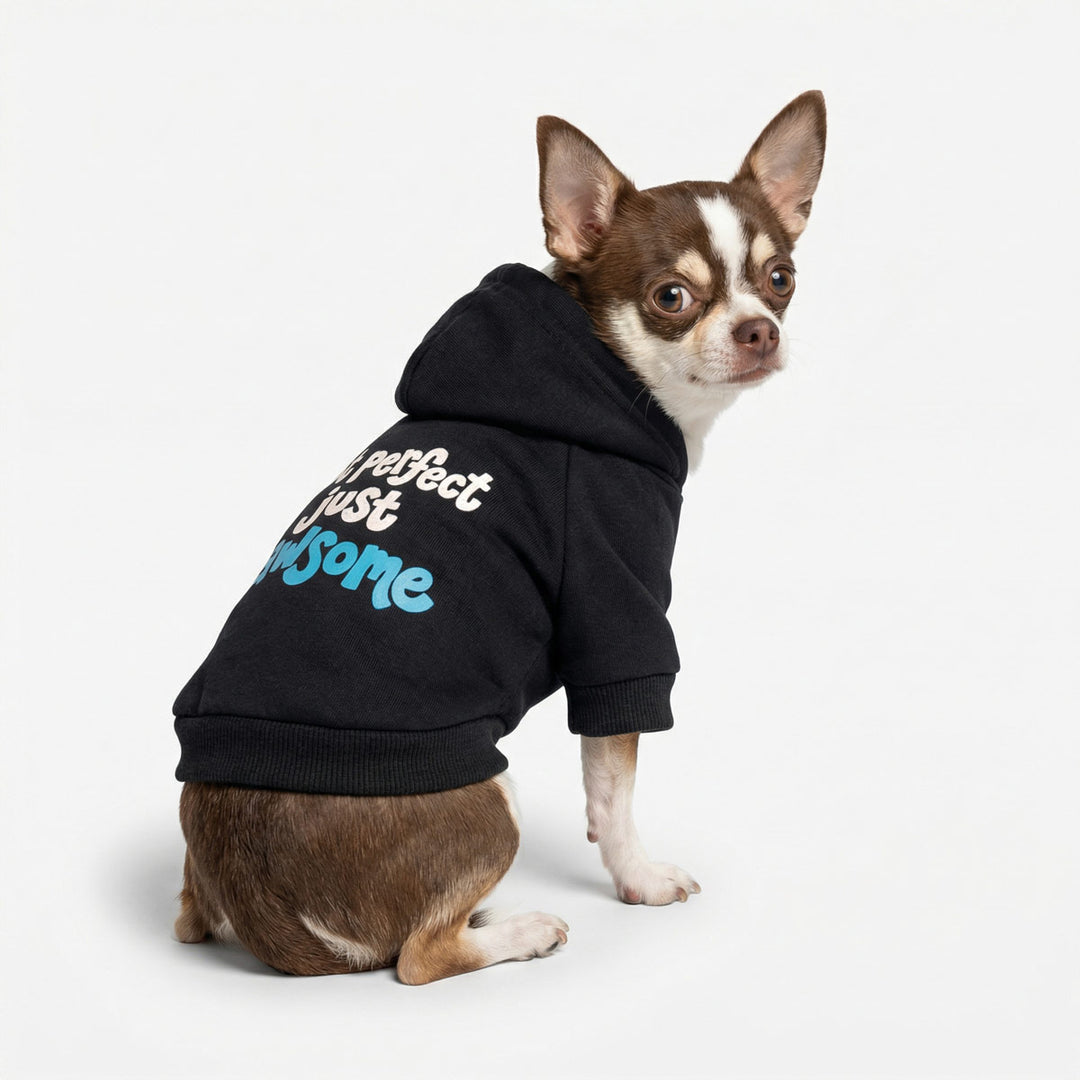 Small chihuahua wearing a black dog hoodie with funny lettering 'Not perfect just pawsome' lettering on a white background