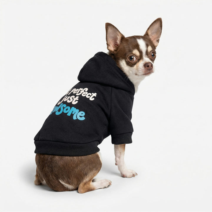 Small chihuahua wearing a black dog hoodie with funny lettering 'Not perfect just pawsome' lettering on a white background
