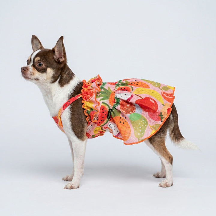 Small dog wearing a hawaiian dog dress with colorful tropical fruit print