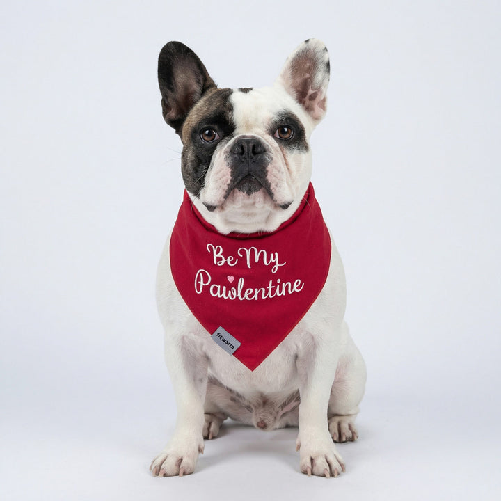 French bulldog model wearing a red dog bandana that says “Be My Pawlentine”.
