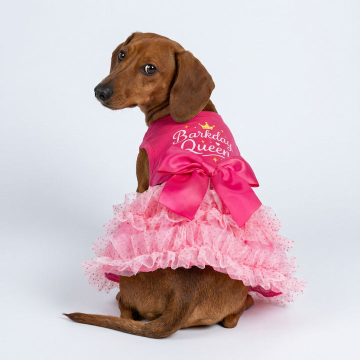 Dachshund wearing a dog birthday dress with barkday queen lettering and bowknot