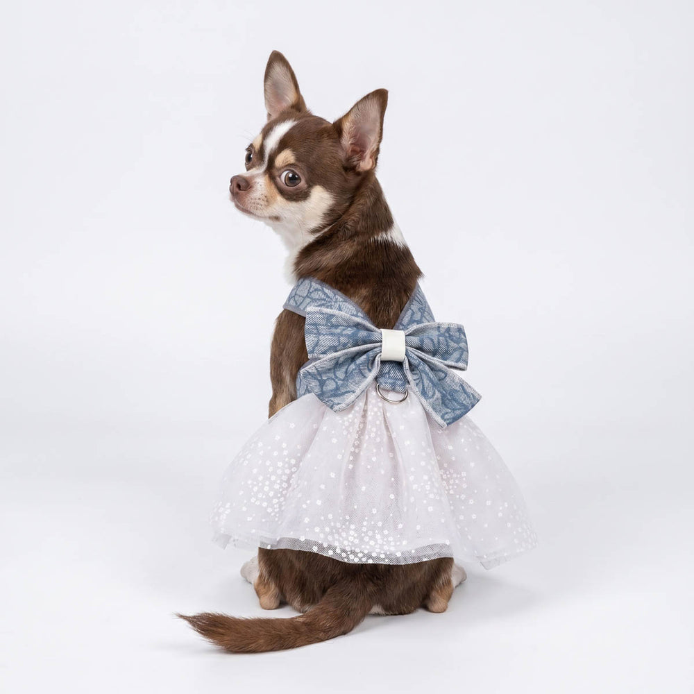 Small dog wearing a white floral dog tutu dress with a large blue bow on a white background