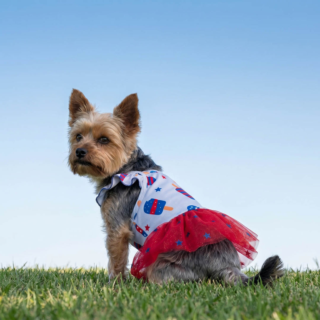 Small Yokrie wearing a red and white dress for dog with a blue sky background