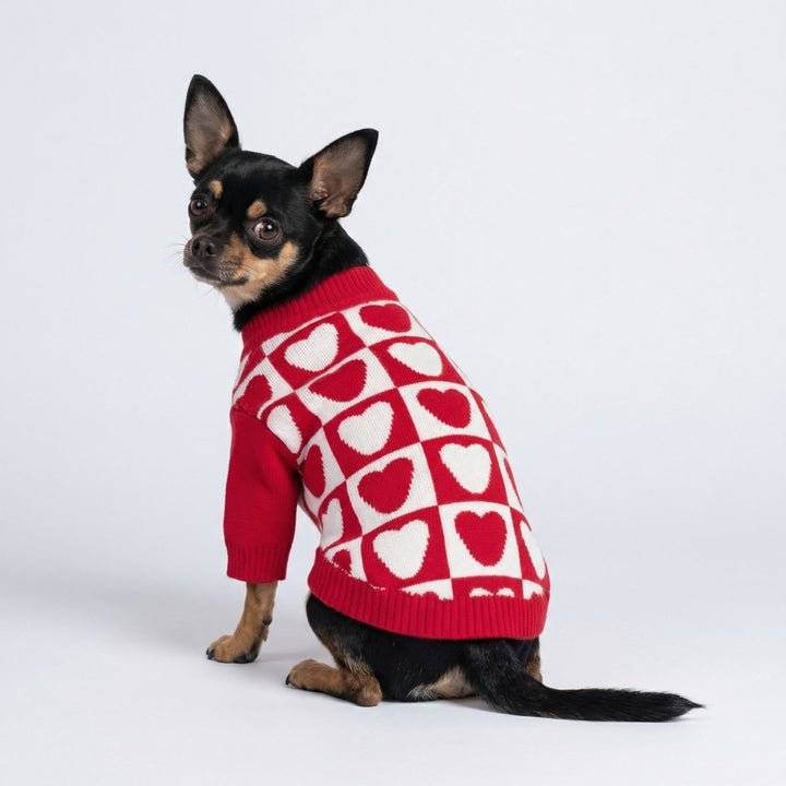 A sitting chihuahua wearing a red sweater for dogs with heart pattern on a white background