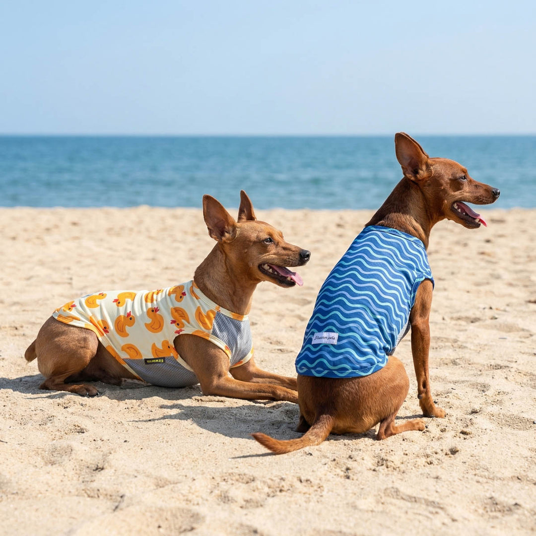 Two dogs on beach wearing UV protection shirts: one duck print, one ocean wave print.