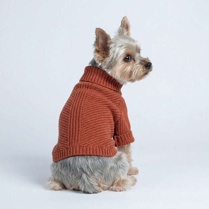 Yorkie wears a cozy dog knitted sweater and looks right