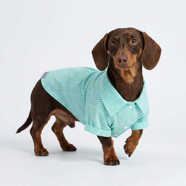 Dachshund walk in a studio background with a green shirt for dogs