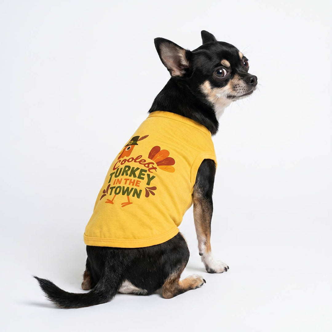 Small black and tan Chihuahua wearing a yellow sleeveless shirt for dogs with a 'Coolest Turkey in the Town' lettering sitting against a plain white studio background