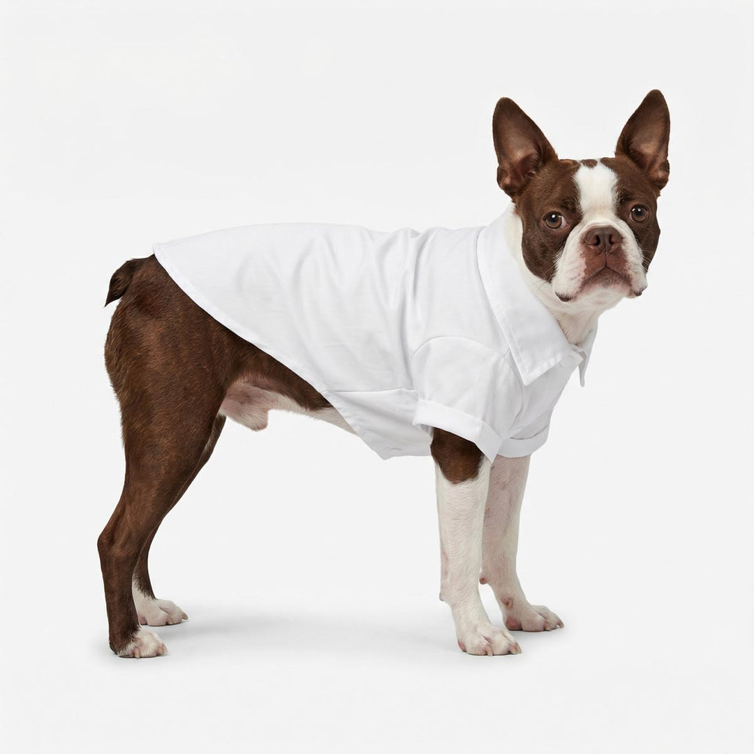 Dog wearing a formal shirt for dogs on a white background