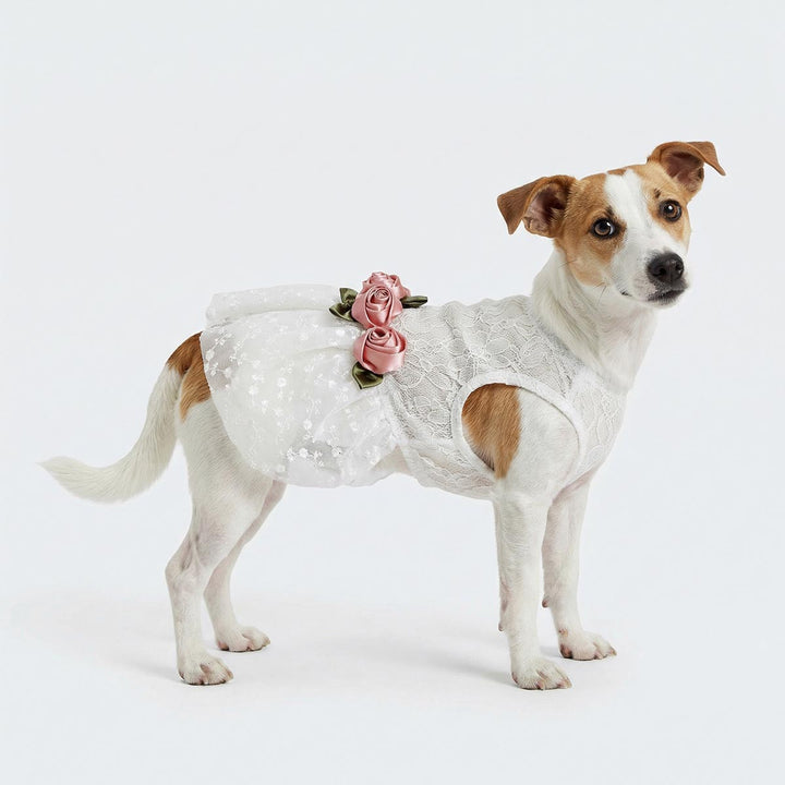 Elegant dog in white dog dress designed for wedding celebrations