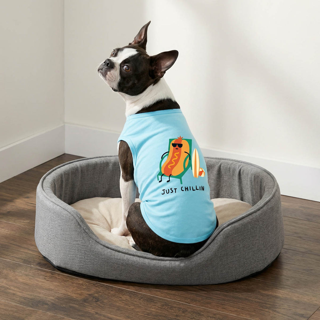 Boston Terrier sitting on a pad with a funny shirt for dogs