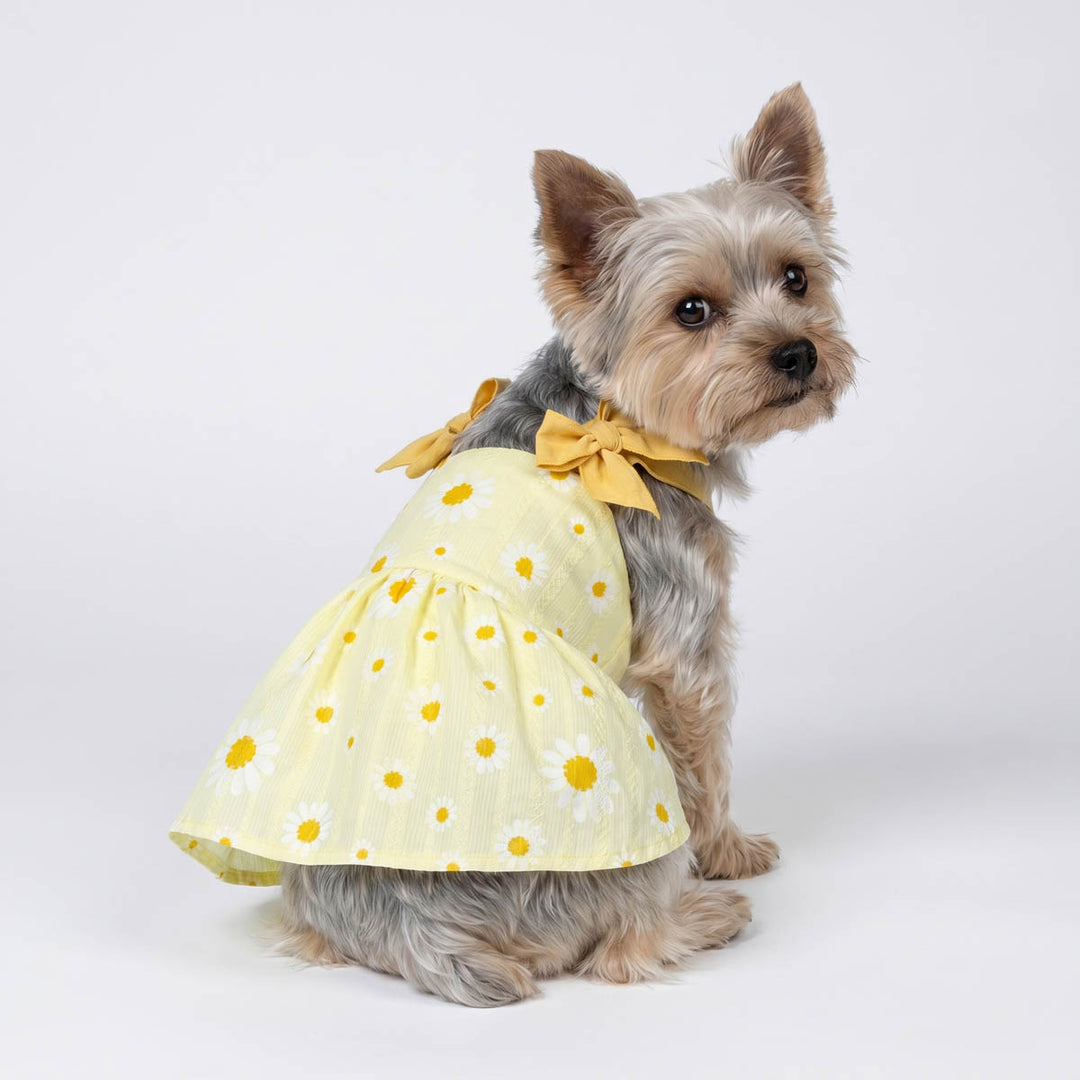 Side view of Yorkie in a cute dress for dogs with daisy prints