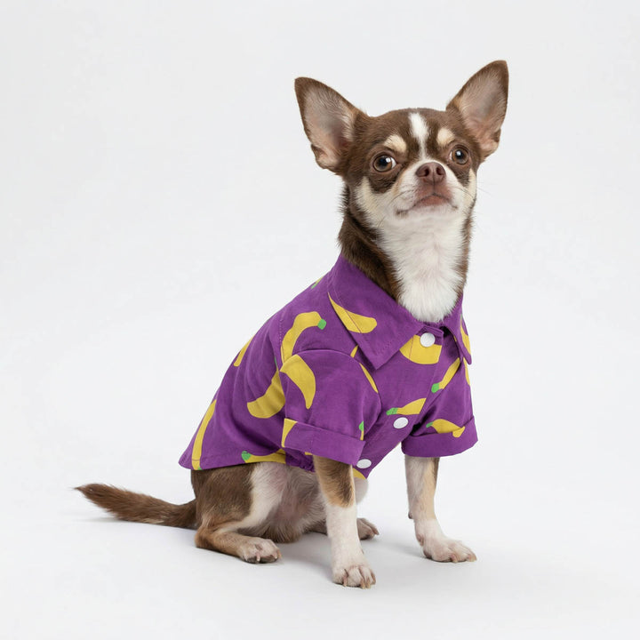 Chihuahua wearing a button up shirt for dogs with funny banna prints