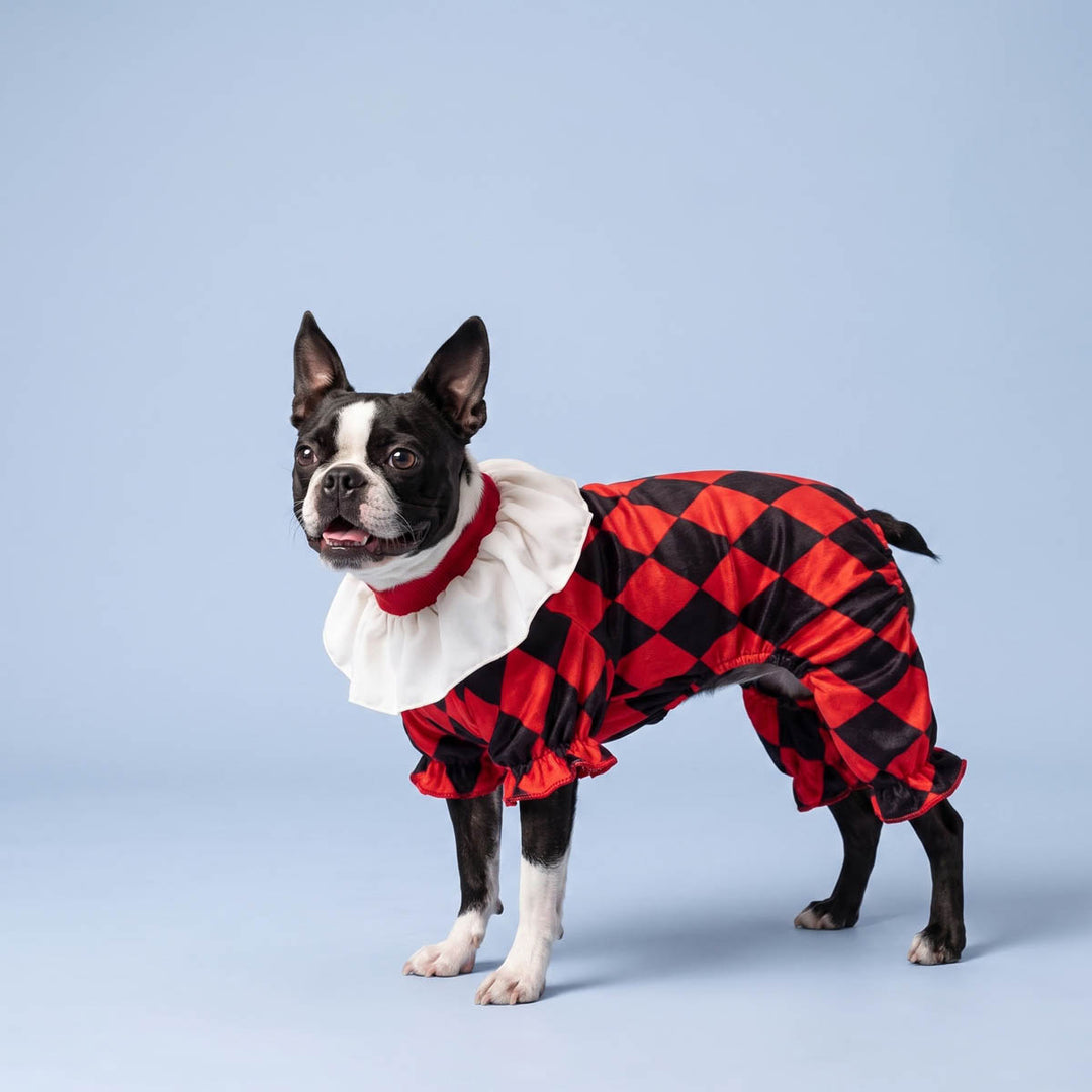 Red and black harlequin pattern dog costume with a white ruffled collar worn by a Boston Terrier dog, standing against a solid light blue studio background
