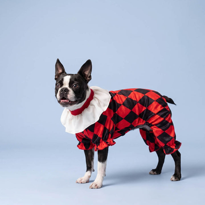 Red and black harlequin pattern dog costume with a white ruffled collar worn by a Boston Terrier dog, standing against a solid light blue studio background