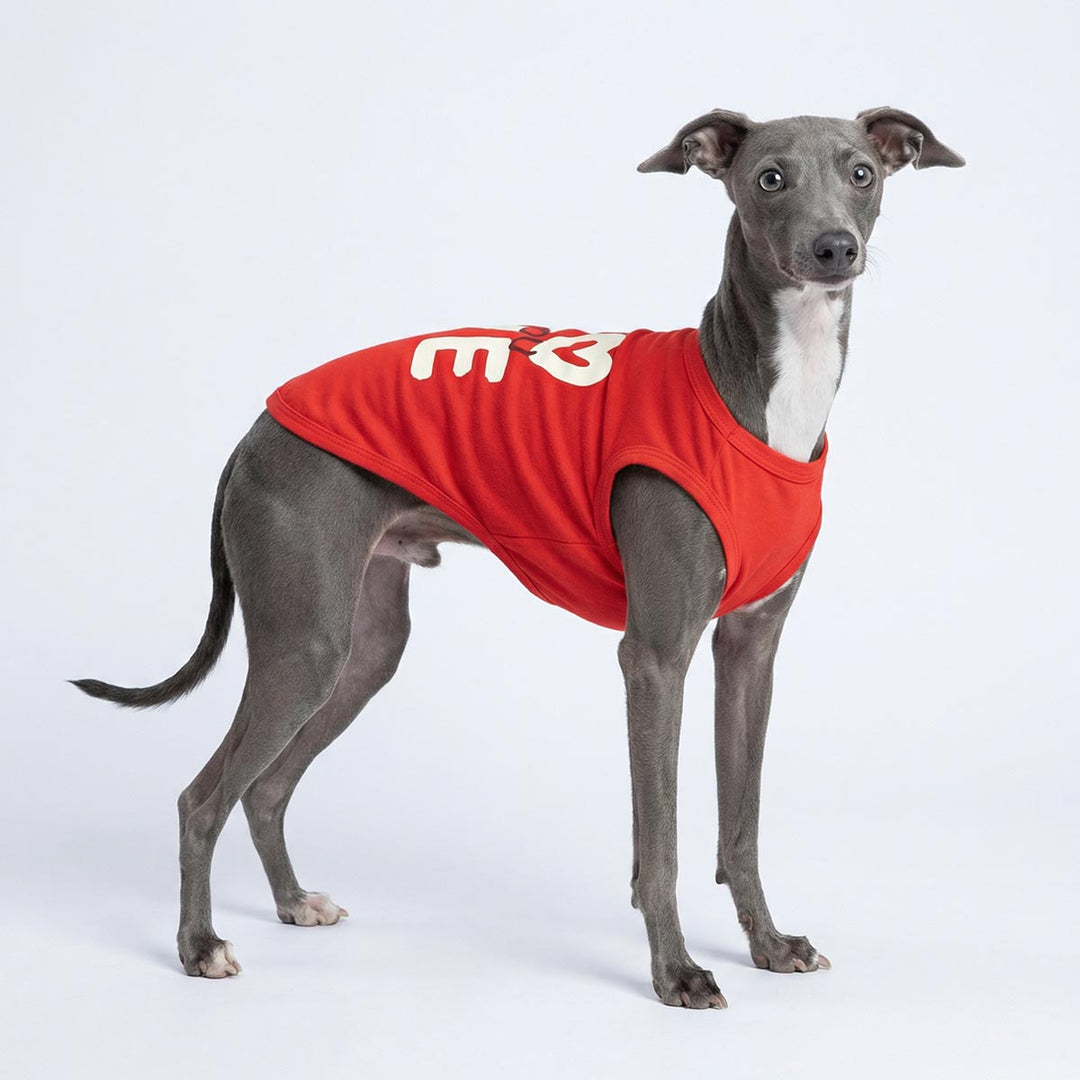 Greyhound wearing a Valentine sleeveless shirt for dogs