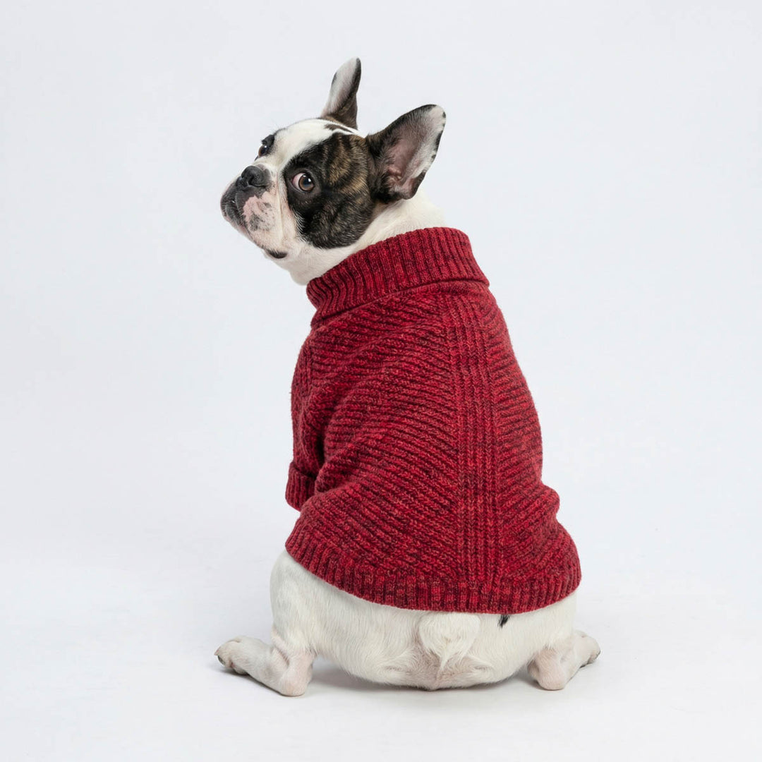 French Bulldog looks back with a heather dog knitted sweater