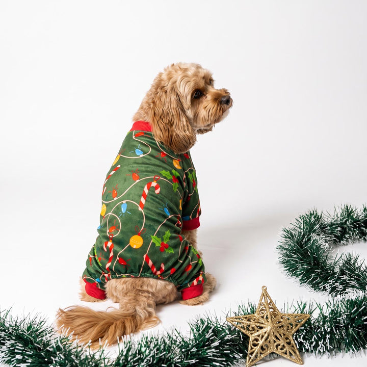 Small dog wearing a dog Christmas onesie and wearing on a white background