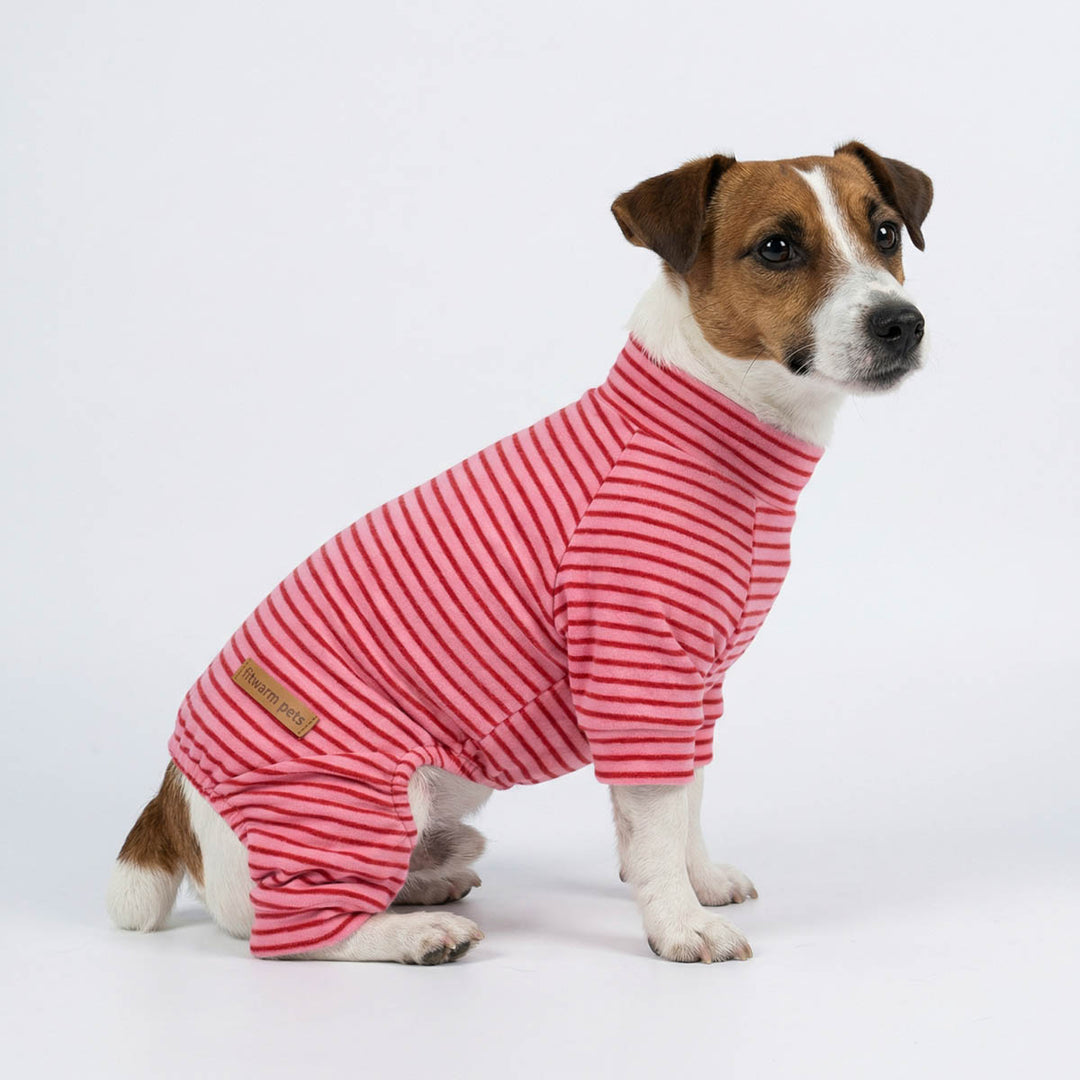 Jack Russell sitting with a pink striped pajamas for dogs