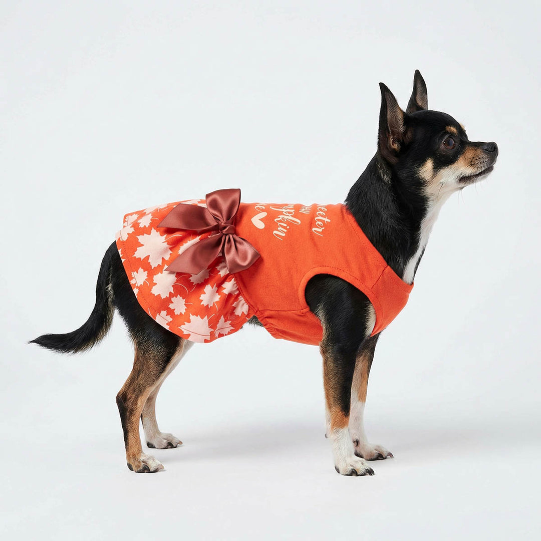 Side view of Thanksgiving dog dress on a Chihuahua