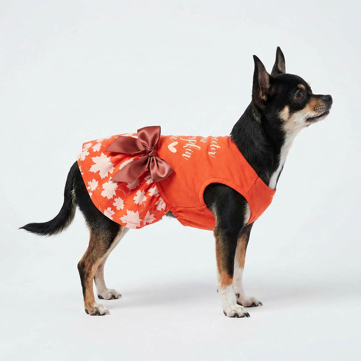 Side view of Thanksgiving dog dress on a Chihuahua