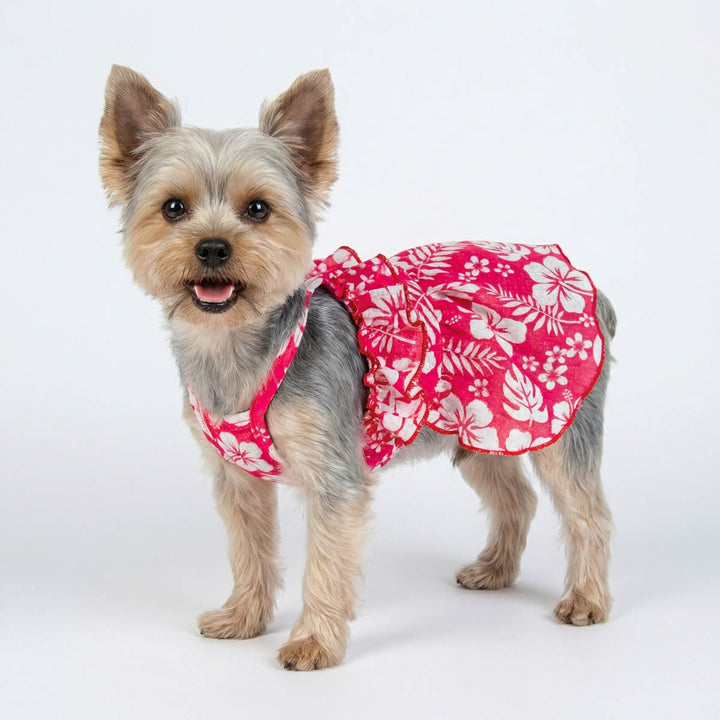 Summer ruffle dog dress on a laughing yorkie