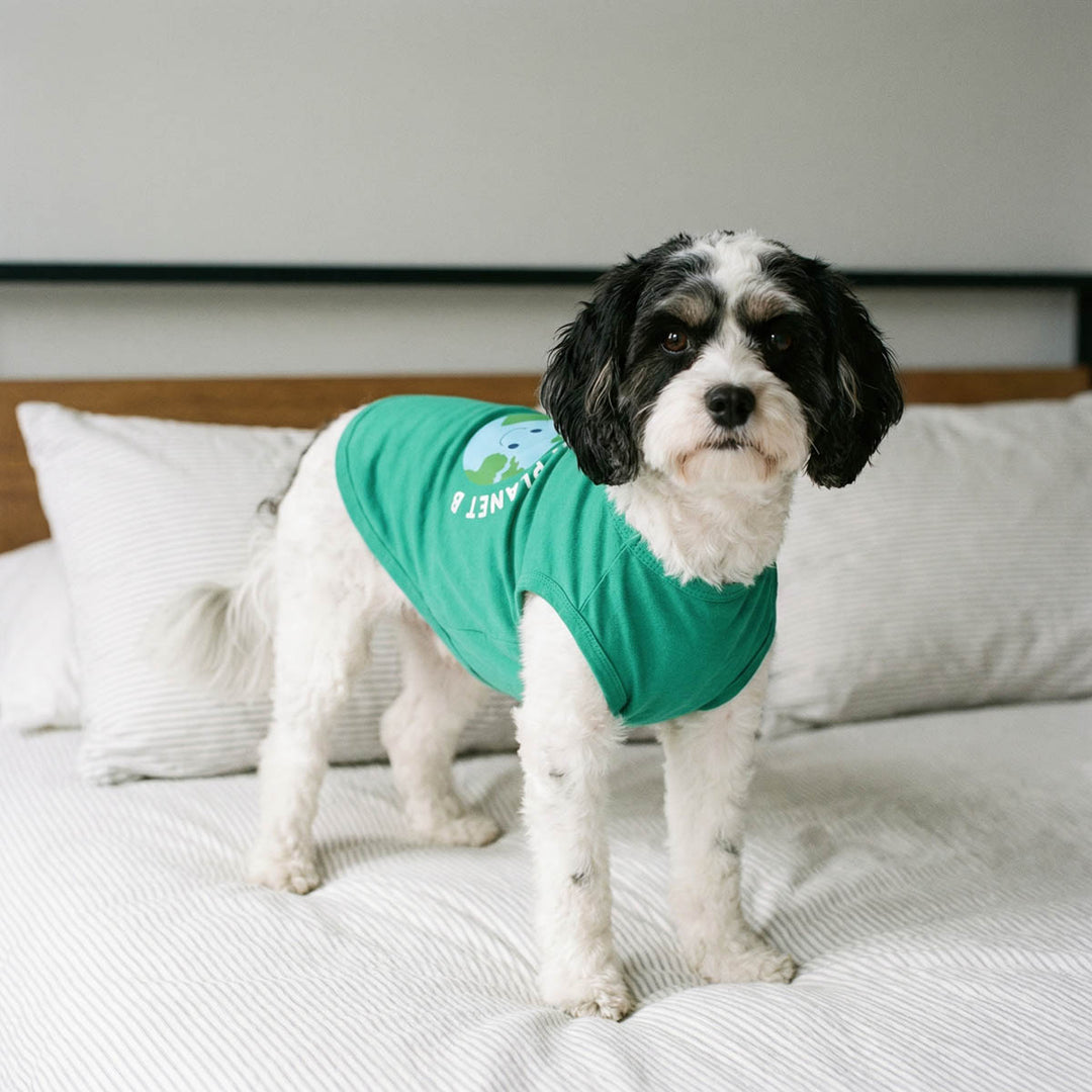 Dog wearing a green shirt for dogs on a bed