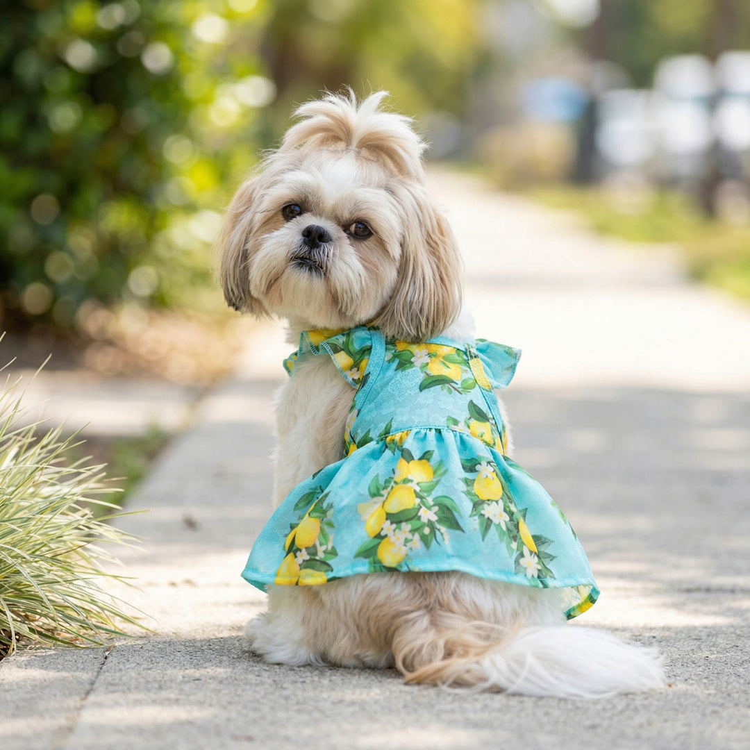 Small sitting outdoors in a ruffle dog dress with lemon prints
