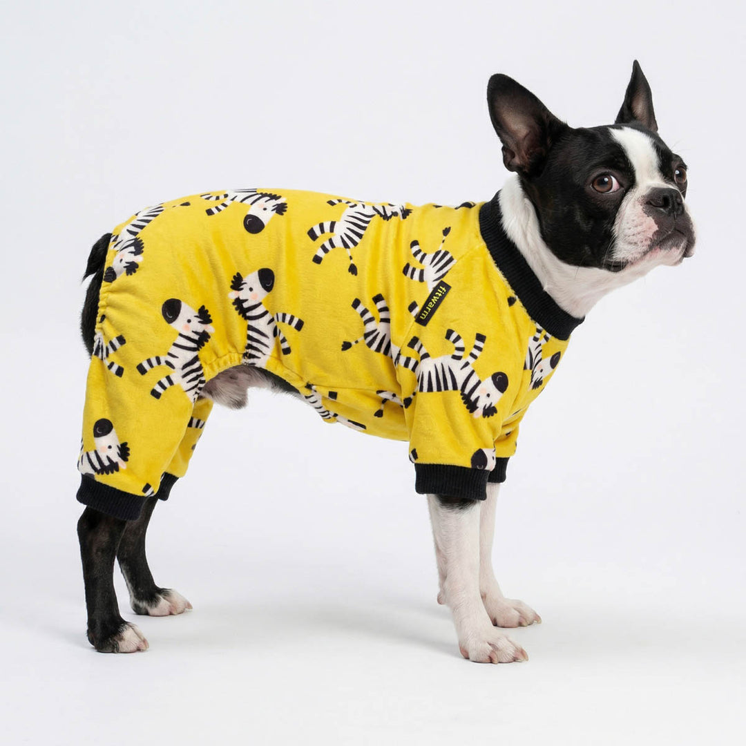 Boston Terrier standing with a funny zebra print dog onesie