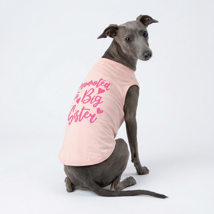Italian Greyhound sitting in pink dog tee with cute 'promote to big sister' lettering on back