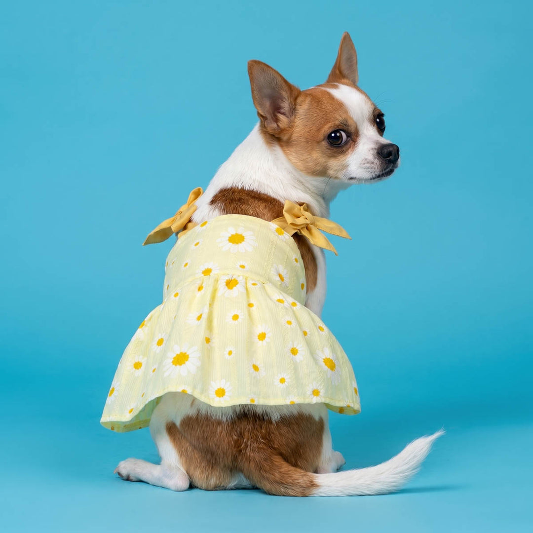 Small dog wearing a yellow daisy dress for dogs and sitting in a blue background