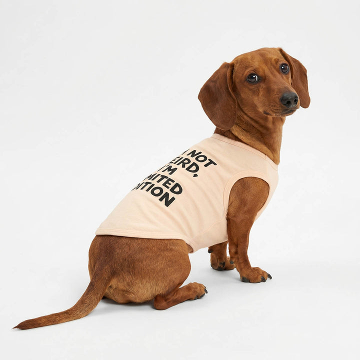 Dachshund wearing a sleeveless shirt for dogs and sitting