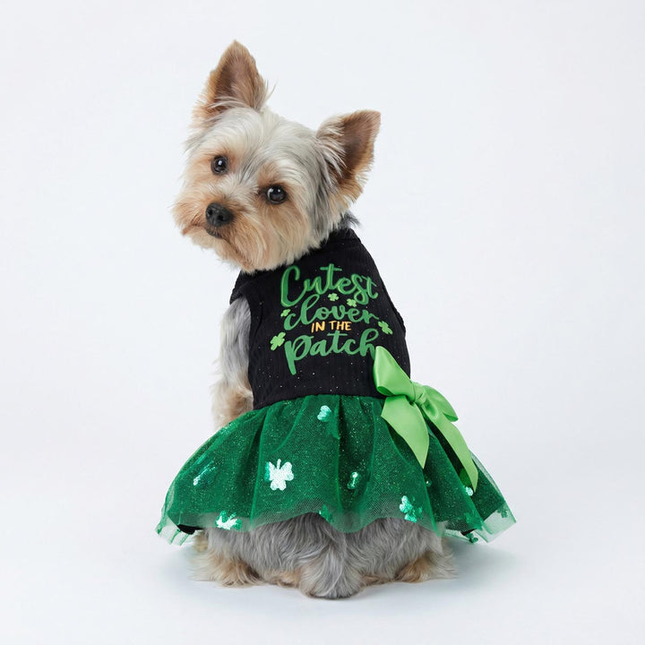 Yorkie wearing a St. Patrick's Day dog dress with 'Cutest clover in the patch' lettering