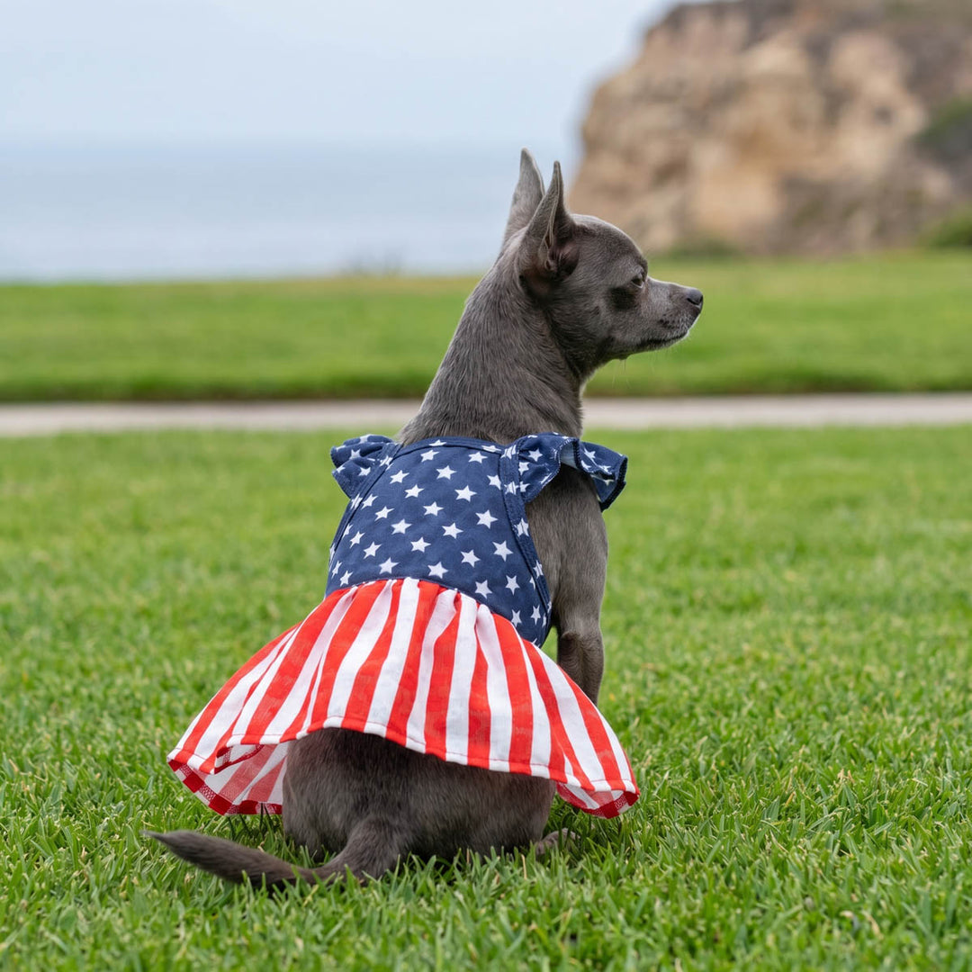 Small dog sitting on the grass with a ruffled dog patriotic dress